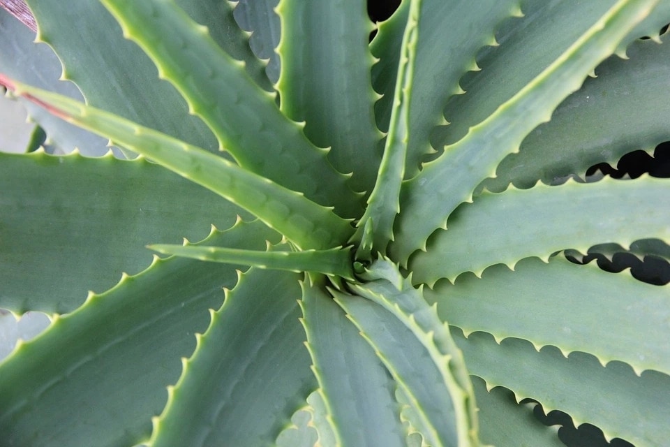 aloe_1554829244_5caccfbc9f052.jpg