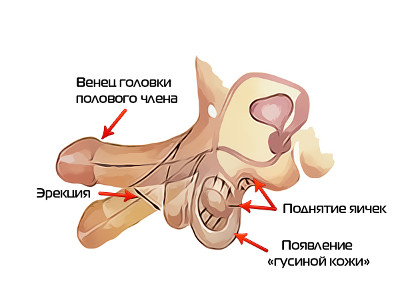 Пропала эрекция – что делать с этой проблемой
