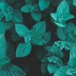 Мята