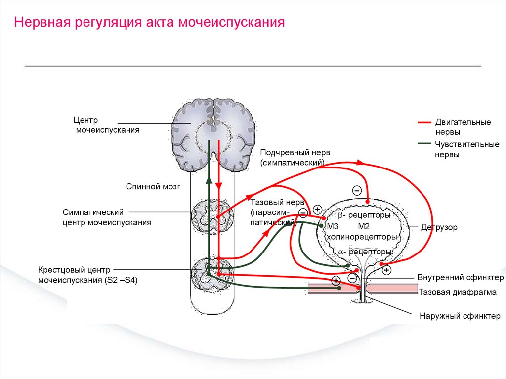 Иннервация мочеиспускания на схеме