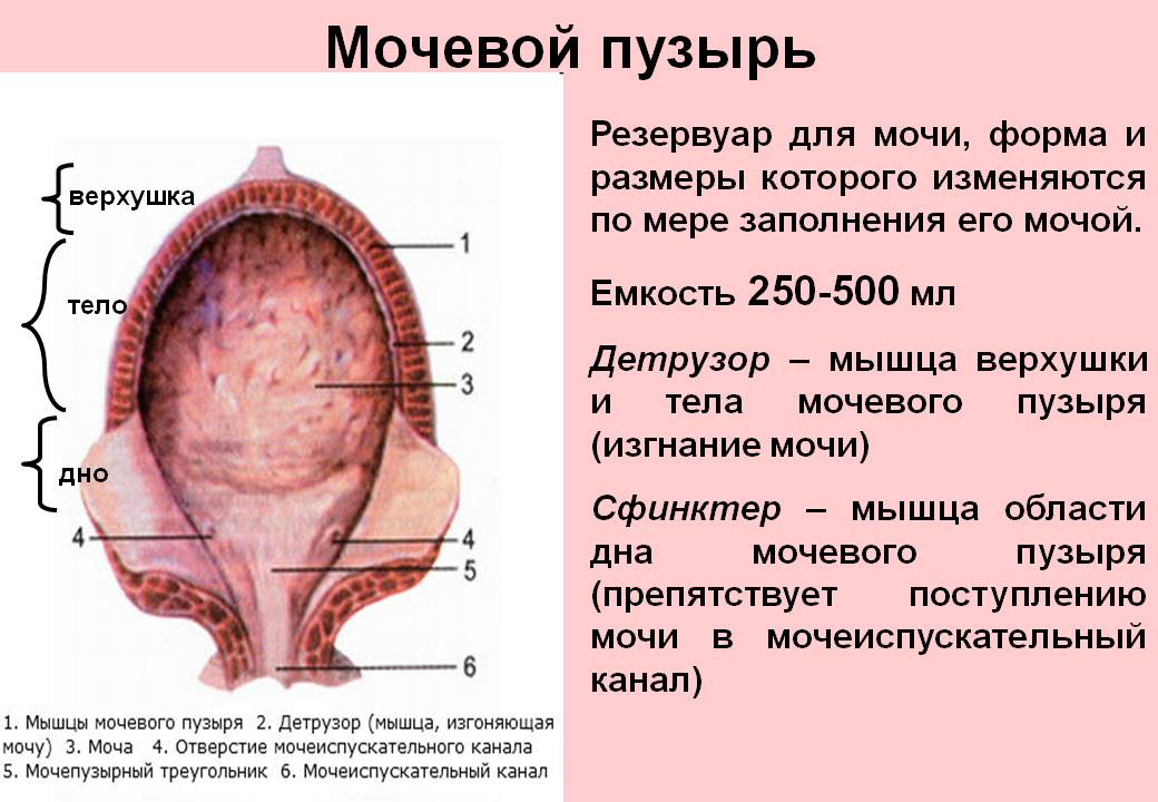 Устройство мочевого пузыря