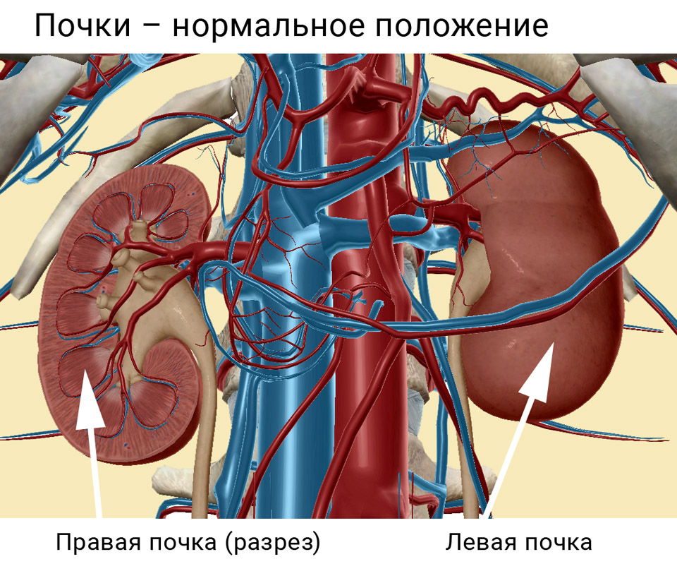 Почки в организме