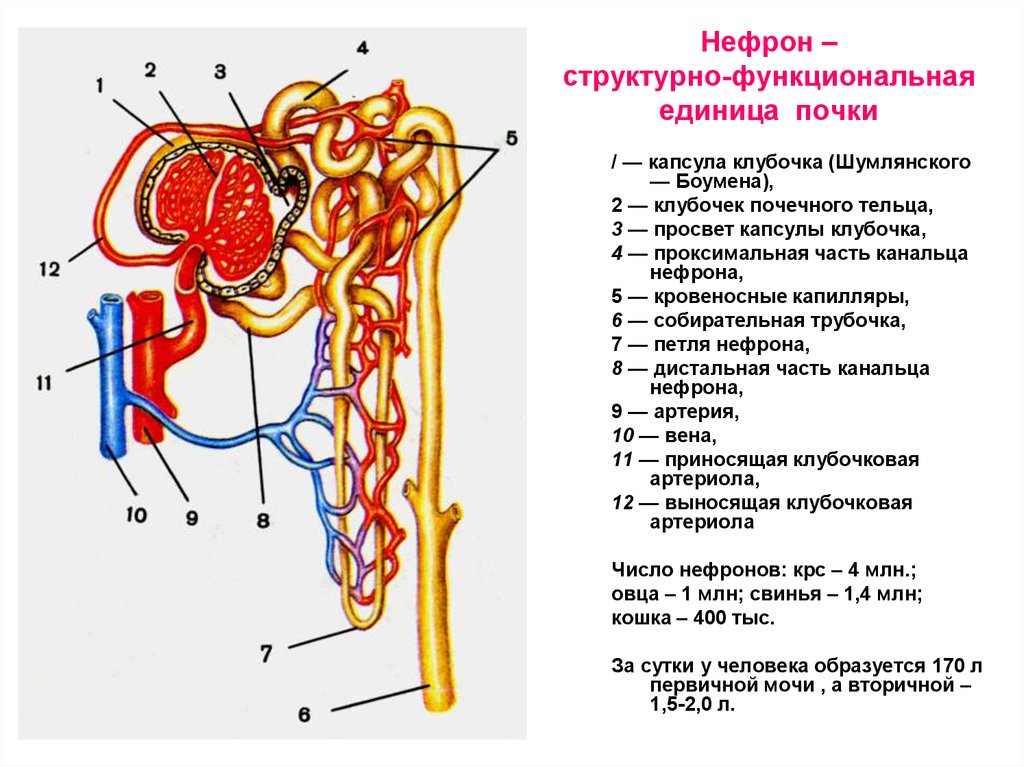 Строение нефрона почки