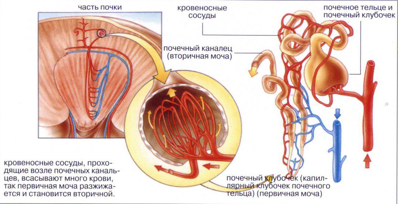 Строение почечных клубочков