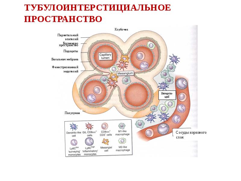 Интерстиций почек