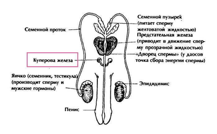 схема половой системы мужчины