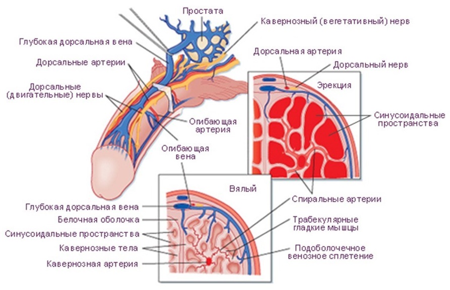 Схема сосудов полового члена при допплерографиии