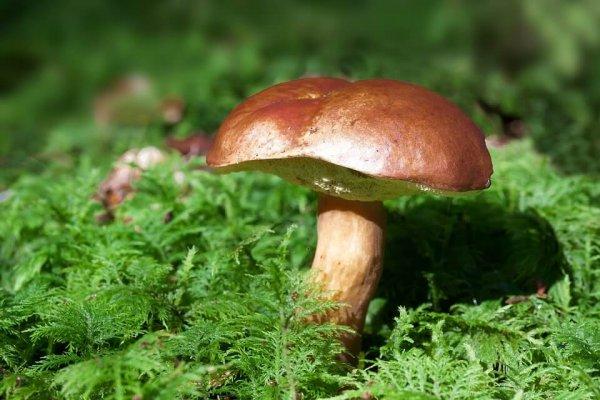 Грибы во время беременности